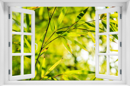 Fototapeta Naklejka Na Ścianę Okno 3D - Green bamboo leaves in the bamboo forest