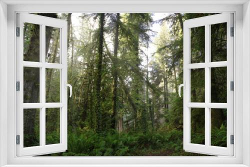 Fototapeta Naklejka Na Ścianę Okno 3D - Old growth rain forest in Stocking Creek Waterfall park in Vancouver Island, British Columbia, Canada