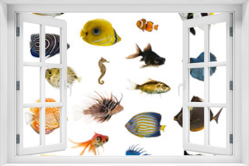 Fototapeta Naklejka Na Ścianę Okno 3D - Large collection of fish, pet and exotic, in different position
