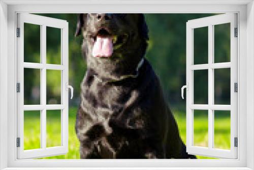 Fototapeta Naklejka Na Ścianę Okno 3D - Young black labrador retriever sticking out tongue and looking forward on blurred green background