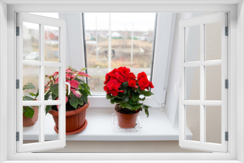 Fototapeta Naklejka Na Ścianę Okno 3D - Flower in a pot on the window