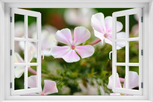 Fototapeta Naklejka Na Ścianę Okno 3D - Tender summer flowers