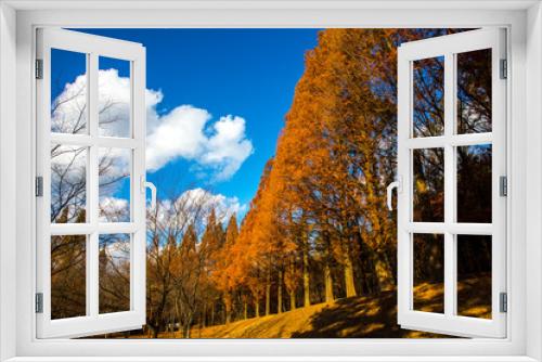 Fototapeta Naklejka Na Ścianę Okno 3D - 메타쉐콰이어 나무와파란 하늘