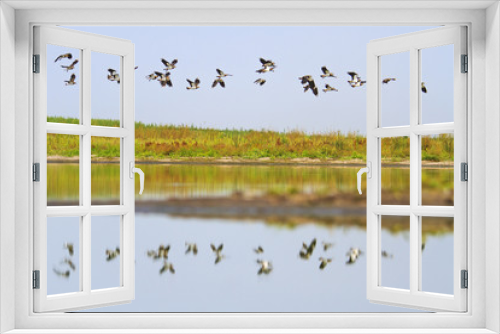 Fototapeta Naklejka Na Ścianę Okno 3D - flock of birds flying over the mirror of the lake