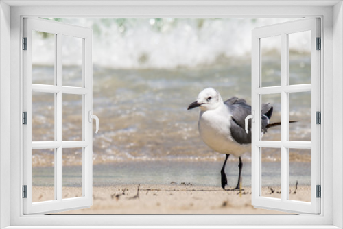 Fototapeta Naklejka Na Ścianę Okno 3D - Seagull on the seashore