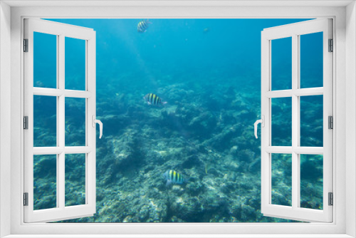 Fototapeta Naklejka Na Ścianę Okno 3D - The Underwater life of the Caribbean Sea.