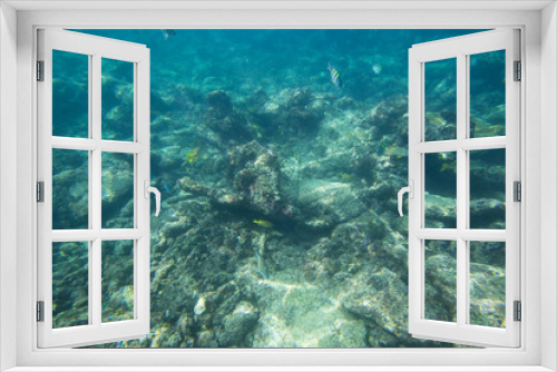Fototapeta Naklejka Na Ścianę Okno 3D - The Underwater life of the Caribbean Sea.