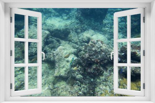 Fototapeta Naklejka Na Ścianę Okno 3D - Underwater life of the Caribbean Sea