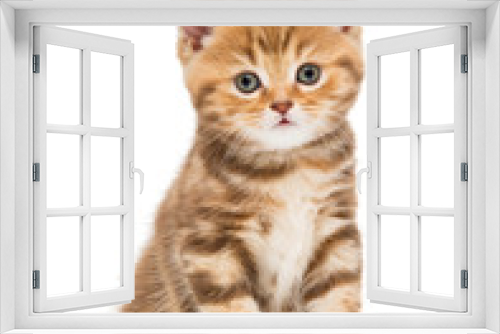 Fototapeta Naklejka Na Ścianę Okno 3D - Small striped kitten breed British