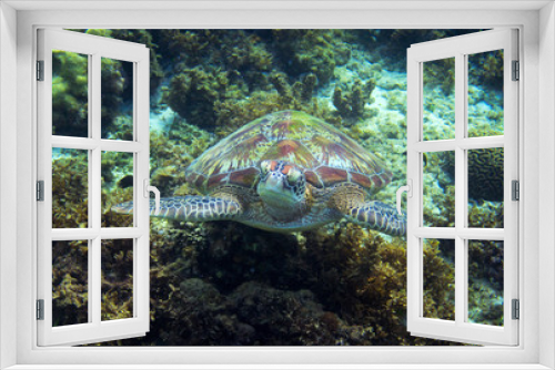 Fototapeta Naklejka Na Ścianę Okno 3D - Sea turtle portrait in wild nature. Tropical island seashore nature.
