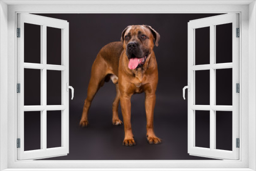 Fototapeta Naklejka Na Ścianę Okno 3D - Cane corso italian dog, studio shot. Adorable brown cane corso dog standing on dark studio background.