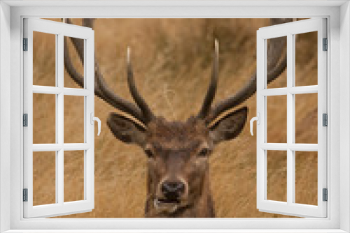Fototapeta Naklejka Na Ścianę Okno 3D - Deer with anters, sitting in grass