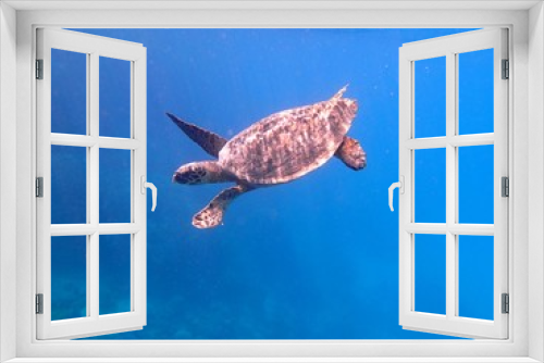 Fototapeta Naklejka Na Ścianę Okno 3D - Schildkröte