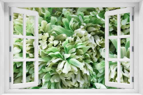 Fototapeta Naklejka Na Ścianę Okno 3D - Background of Artificial Green Chrysanthemum Flowers