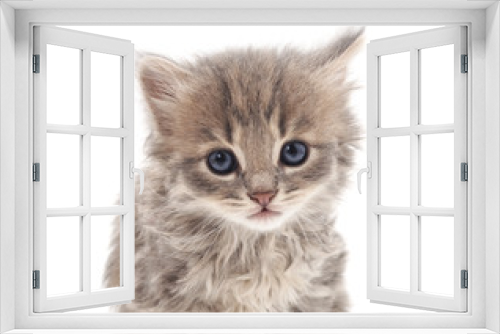 Fototapeta Naklejka Na Ścianę Okno 3D - Small gray kitten.