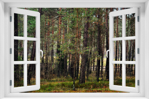 Fototapeta Naklejka Na Ścianę Okno 3D - Wooden texture, woods in Lithuania