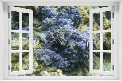 Fototapeta Naklejka Na Ścianę Okno 3D - Encrusting coral close up view in Togian islands