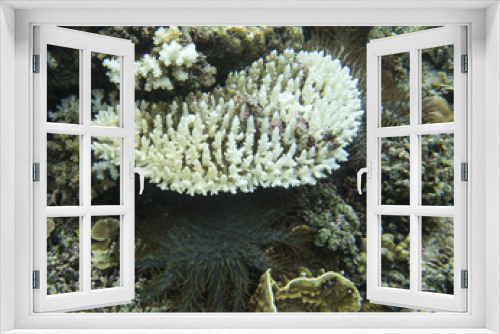 Fototapeta Naklejka Na Ścianę Okno 3D - Corals partially eated by Thorn stars
