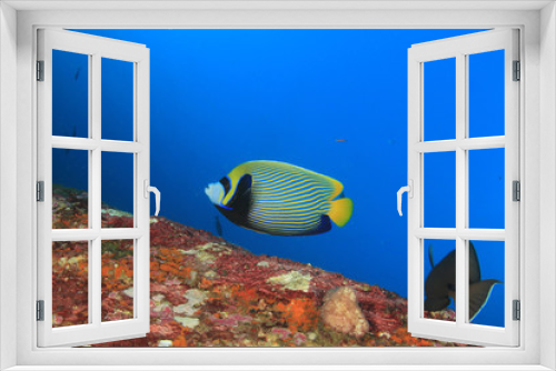 Fototapeta Naklejka Na Ścianę Okno 3D - Underwater coral reef and fish