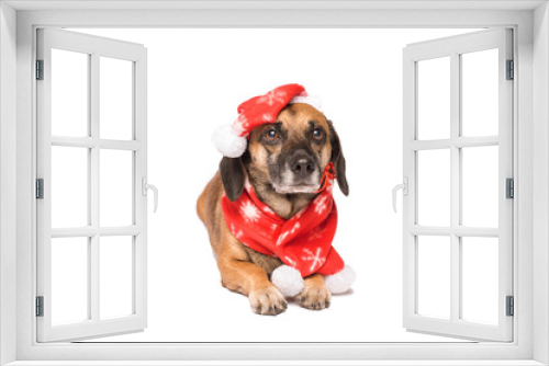 Fototapeta Naklejka Na Ścianę Okno 3D - Dog in a christmas hat isolated on white