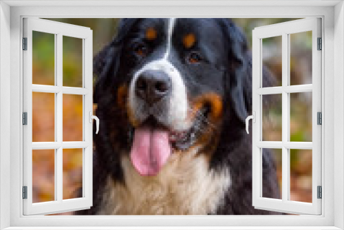 Fototapeta Naklejka Na Ścianę Okno 3D - bernese mountaind dog pure breed