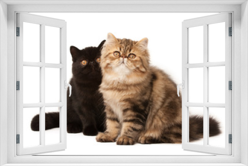 Fototapeta Naklejka Na Ścianę Okno 3D - Persian cats