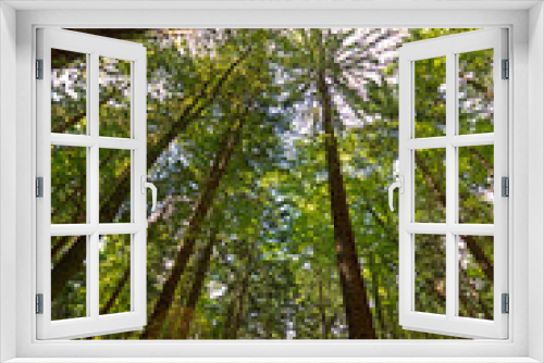 Fototapeta Naklejka Na Ścianę Okno 3D - Blick nach oben im Wald