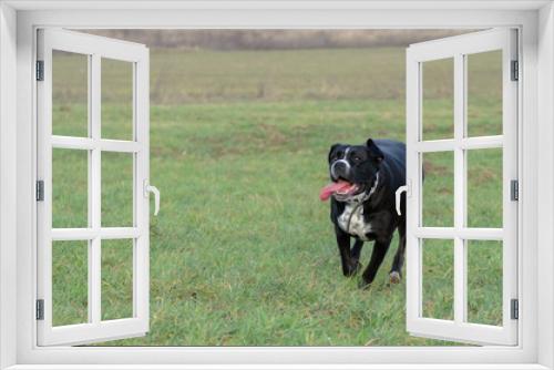 Fototapeta Naklejka Na Ścianę Okno 3D - Duży czarny groźny pies biega po jesienno zimowym polu. Mix Amstaffa. 