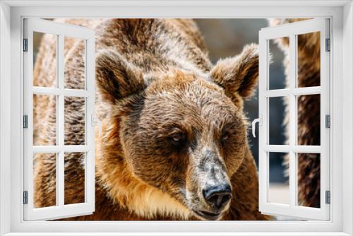 Fototapeta Naklejka Na Ścianę Okno 3D - Brown Bear (Ursus Arctos) Portrait