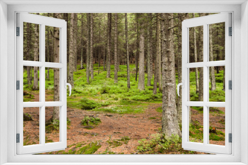 Fototapeta Naklejka Na Ścianę Okno 3D - View of beautiful mountain forest