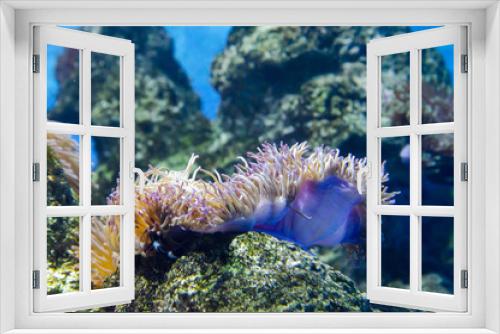 Fototapeta Naklejka Na Ścianę Okno 3D - coral in deep blue sea
