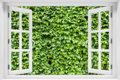 Fototapeta Naklejka Na Ścianę Okno 3D - green fence made of leaves. Nature background