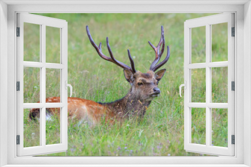 Fototapeta Naklejka Na Ścianę Okno 3D - sika deer in the grass. Parc de Merlet, France