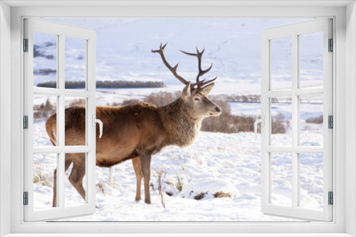 Fototapeta Naklejka Na Ścianę Okno 3D - Winter Stag