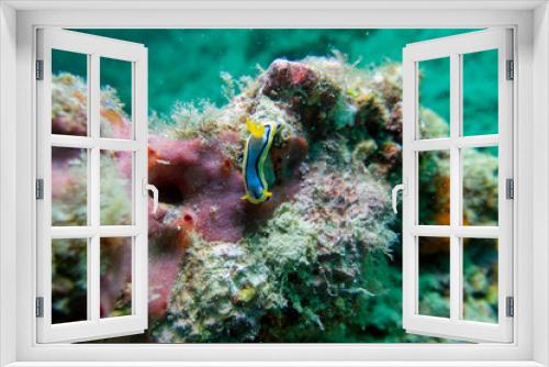 Fototapeta Naklejka Na Ścianę Okno 3D - Tropical coral reef with nudibranch