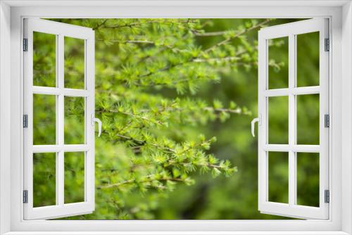 Fototapeta Naklejka Na Ścianę Okno 3D - larch