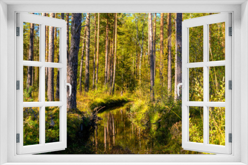 Fototapeta Naklejka Na Ścianę Okno 3D - в лесу после дождя