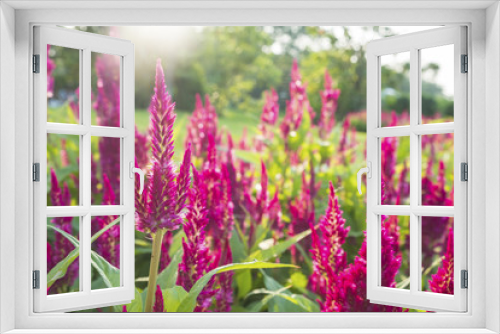 Fototapeta Naklejka Na Ścianę Okno 3D - Deep Pink celosia  with sun shining through.