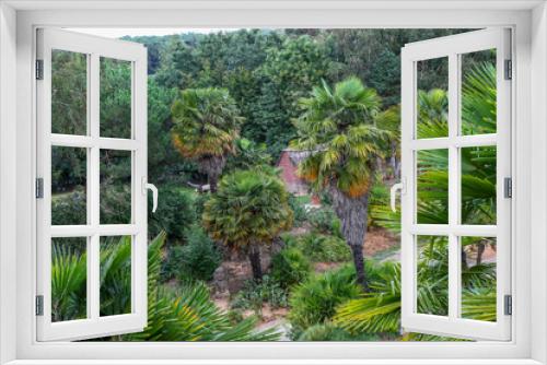 Fototapeta Naklejka Na Ścianę Okno 3D - Sugar palm in dense forest