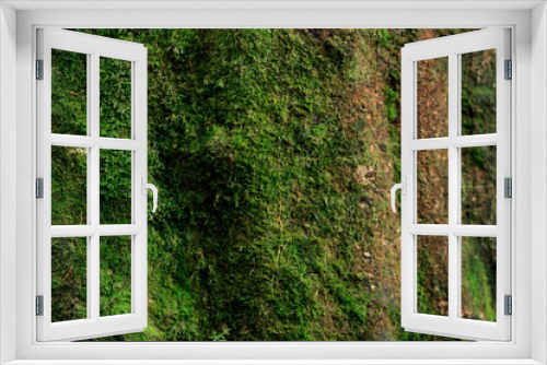 Fototapeta Naklejka Na Ścianę Okno 3D - Beautiful moss and lichen covered timber in rainforest. Nature background. Selective focus.