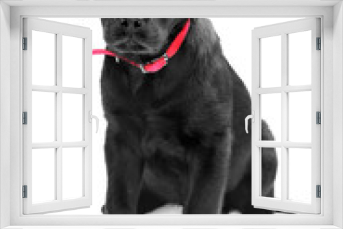 Fototapeta Naklejka Na Ścianę Okno 3D - czarny labrador