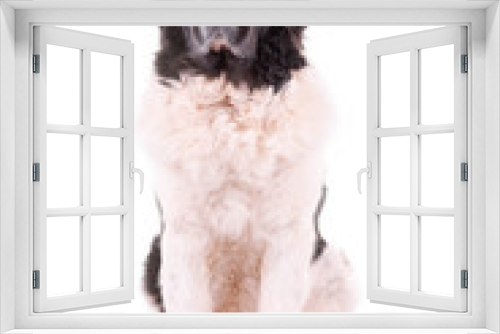 Fototapeta Naklejka Na Ścianę Okno 3D - landseer dog isolated in front on white background