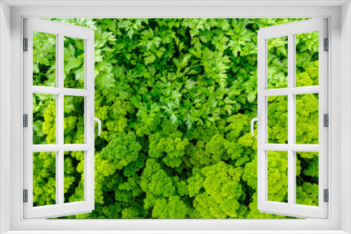 Fototapeta Naklejka Na Ścianę Okno 3D - Flat-leaf and curly parsley growing side-by-side