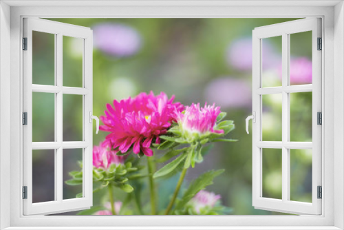 Fototapeta Naklejka Na Ścianę Okno 3D - flowers with blurred background.