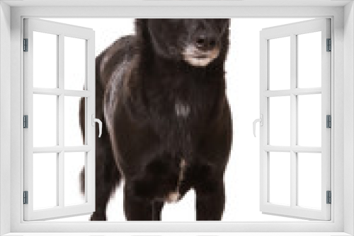 Fototapeta Naklejka Na Ścianę Okno 3D - Schwarzer Mischlingshund