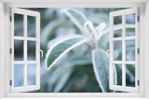 Fototapeta Naklejka Na Ścianę Okno 3D - Frozen leaves in winter