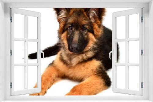 Fototapeta Naklejka Na Ścianę Okno 3D - Fluffy German Shepherd dog isolated on white background. Puppy is beautiful, funny and attentive. Portrait, close-up. Sits and looks closely. Good, plush
