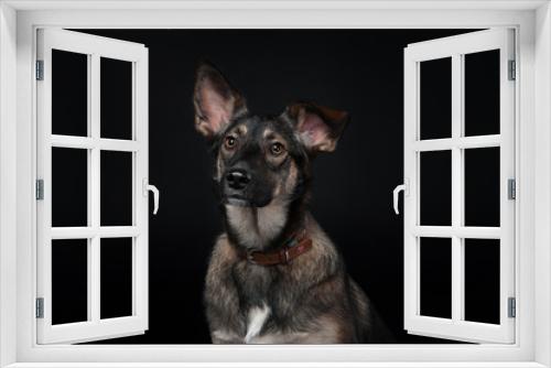 Fototapeta Naklejka Na Ścianę Okno 3D - portrait of a mixed breed dog on the dlack background