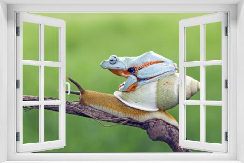Fototapeta Naklejka Na Ścianę Okno 3D - Tree frog, flying frog, javan tree frog