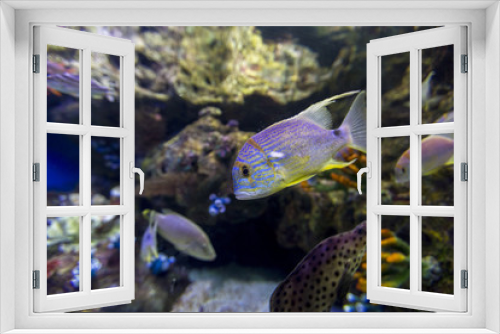 Fototapeta Naklejka Na Ścianę Okno 3D - Aquarium with many fishes are usually developed for tourist to have a great view of the underwater life.